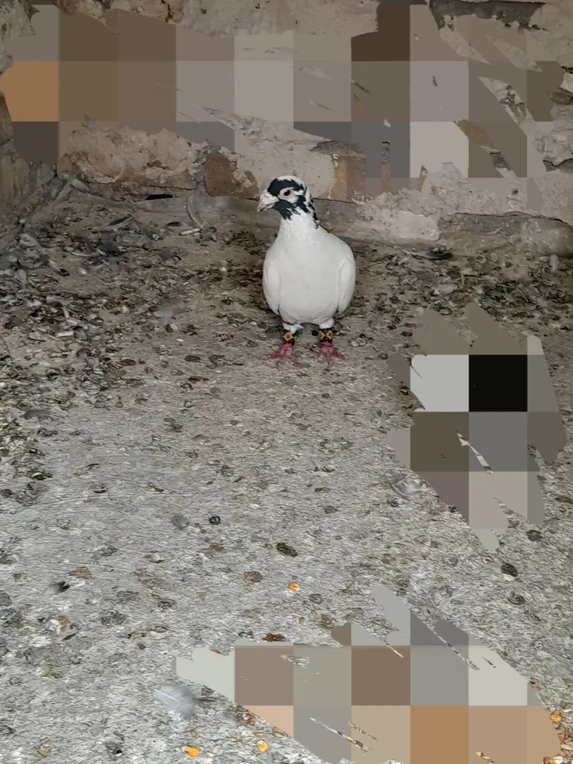 کفتر یا کبوتر|پرنده|تایباد, |دیوار