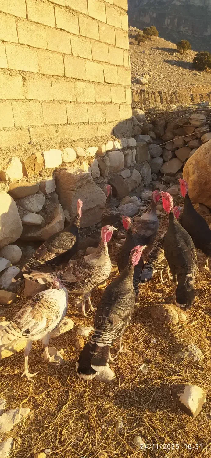 ۶عدد قلمون ماده ۲عددنر|حیوانات مزرعه|اندیمشک, |دیوار