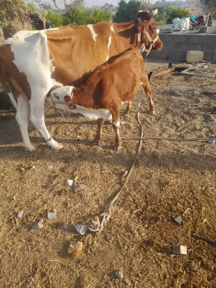 گاو شیری|حیوانات مزرعه|جغین, |دیوار