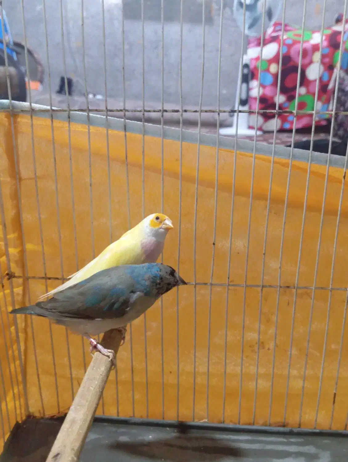 فنج گلدین|پرنده|میناب, |دیوار