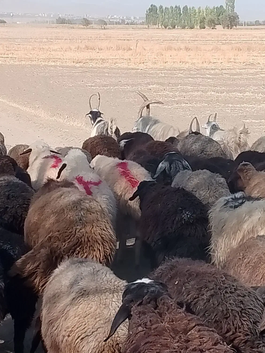 نربزجلورو|حیوانات مزرعه|شازند, |دیوار