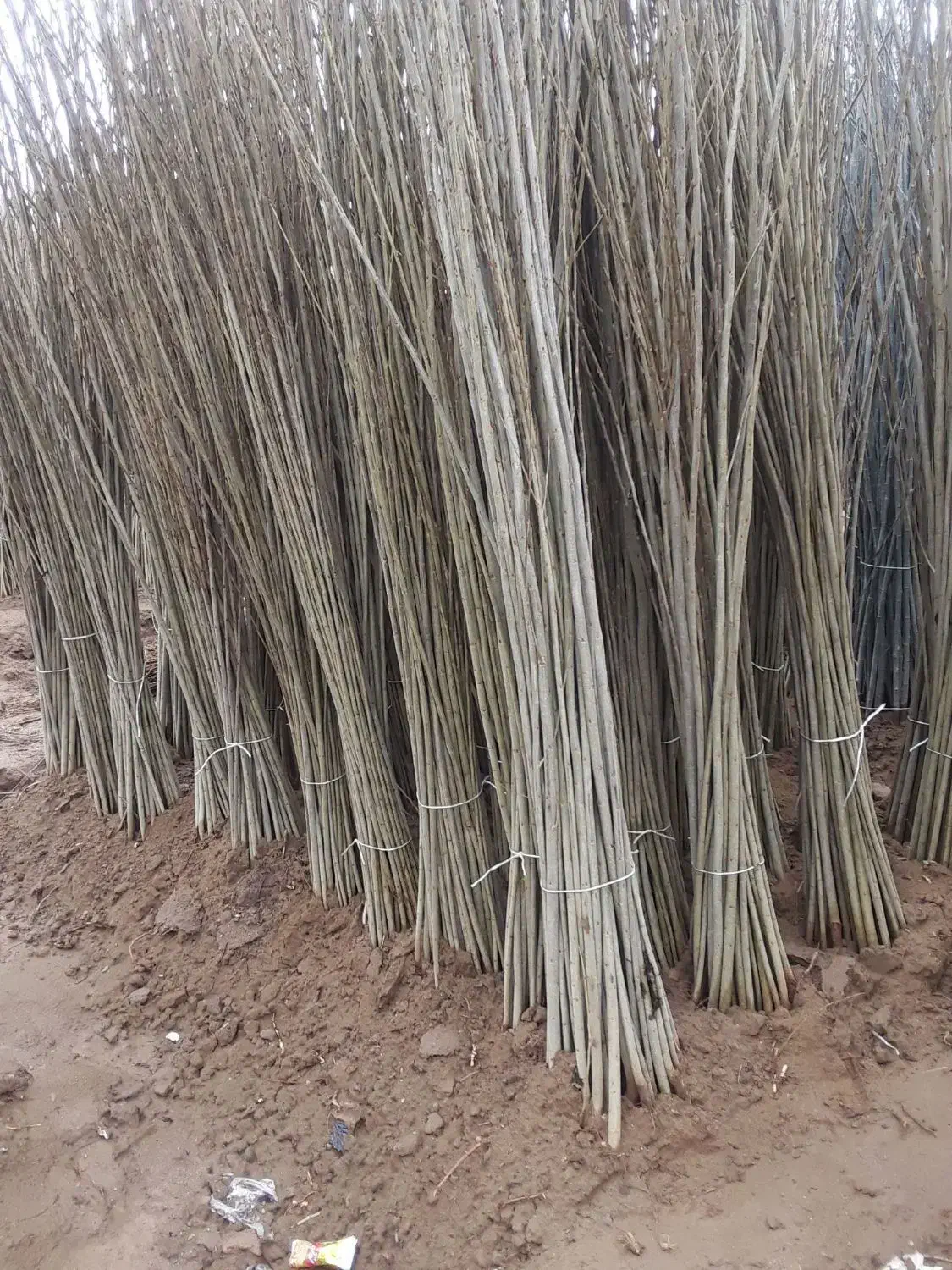 سنوبر قلمه شاخه ریشه دار بدون ریشه برای کاشت|گل و گیاه طبیعی|میاندوآب, |دیوار