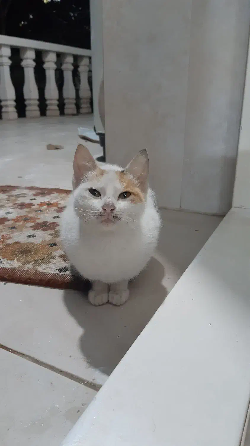 واگذاری بچه گربه‌‌ی با نمک|گربه|املش, |دیوار