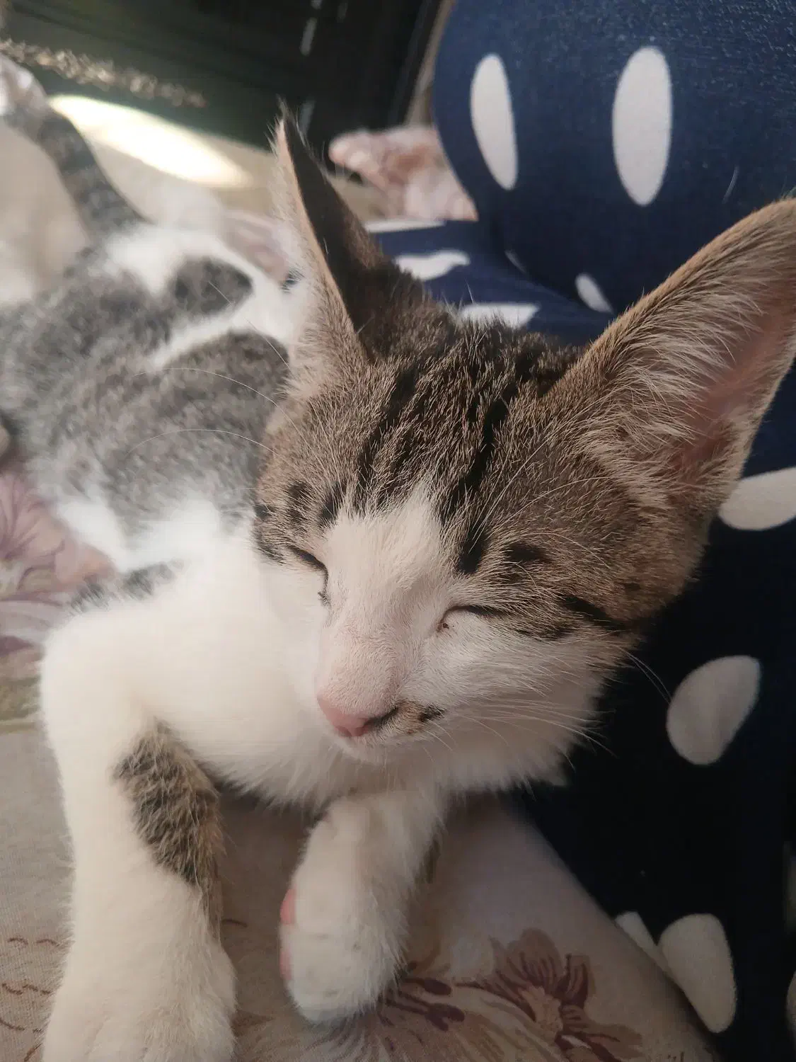 دوتا گربه نر ماده خوشگل سفید|گربه|قوچان, |دیوار