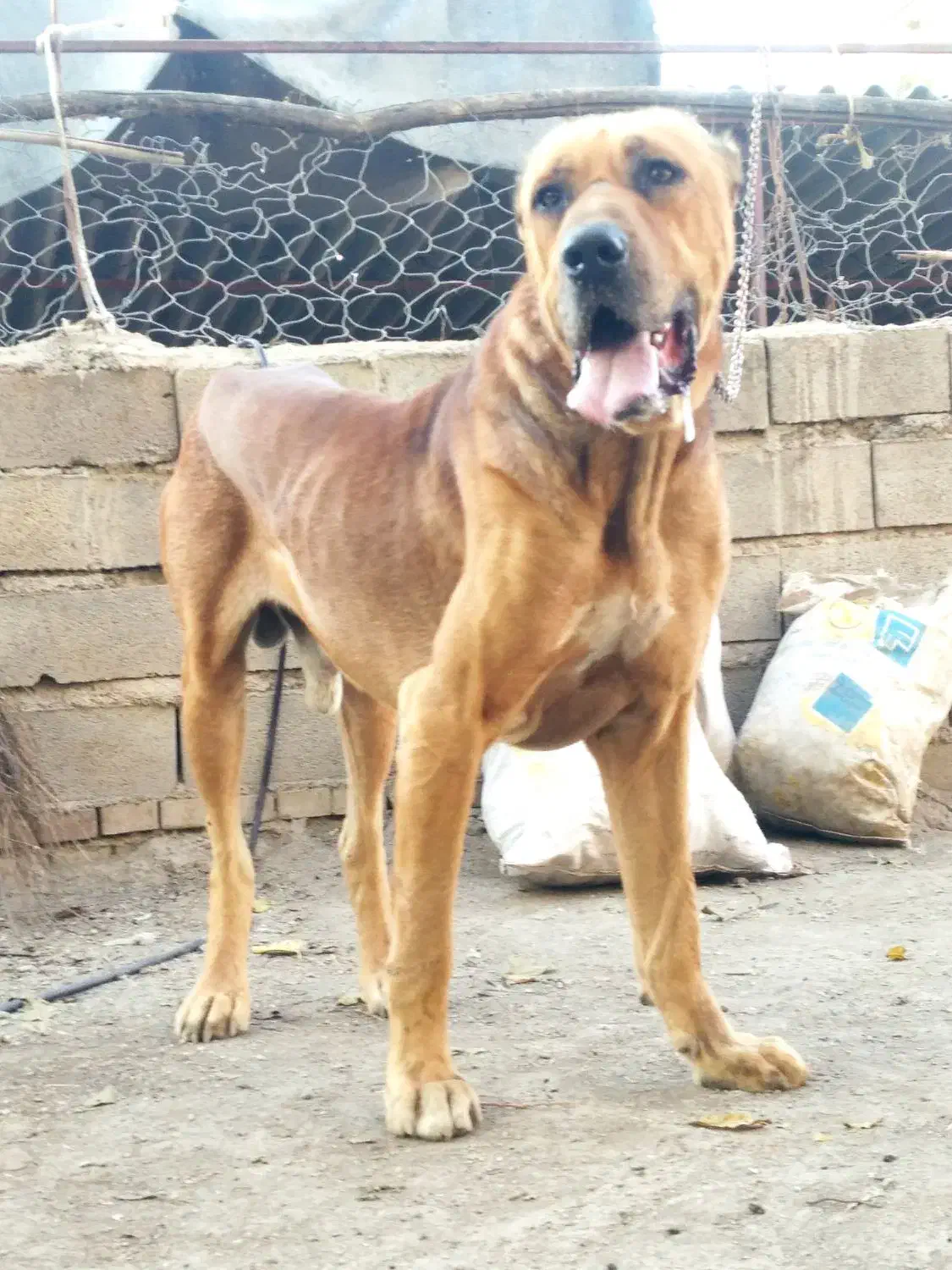 سگ گم شده.|سگ|گنبد کاووس, |دیوار