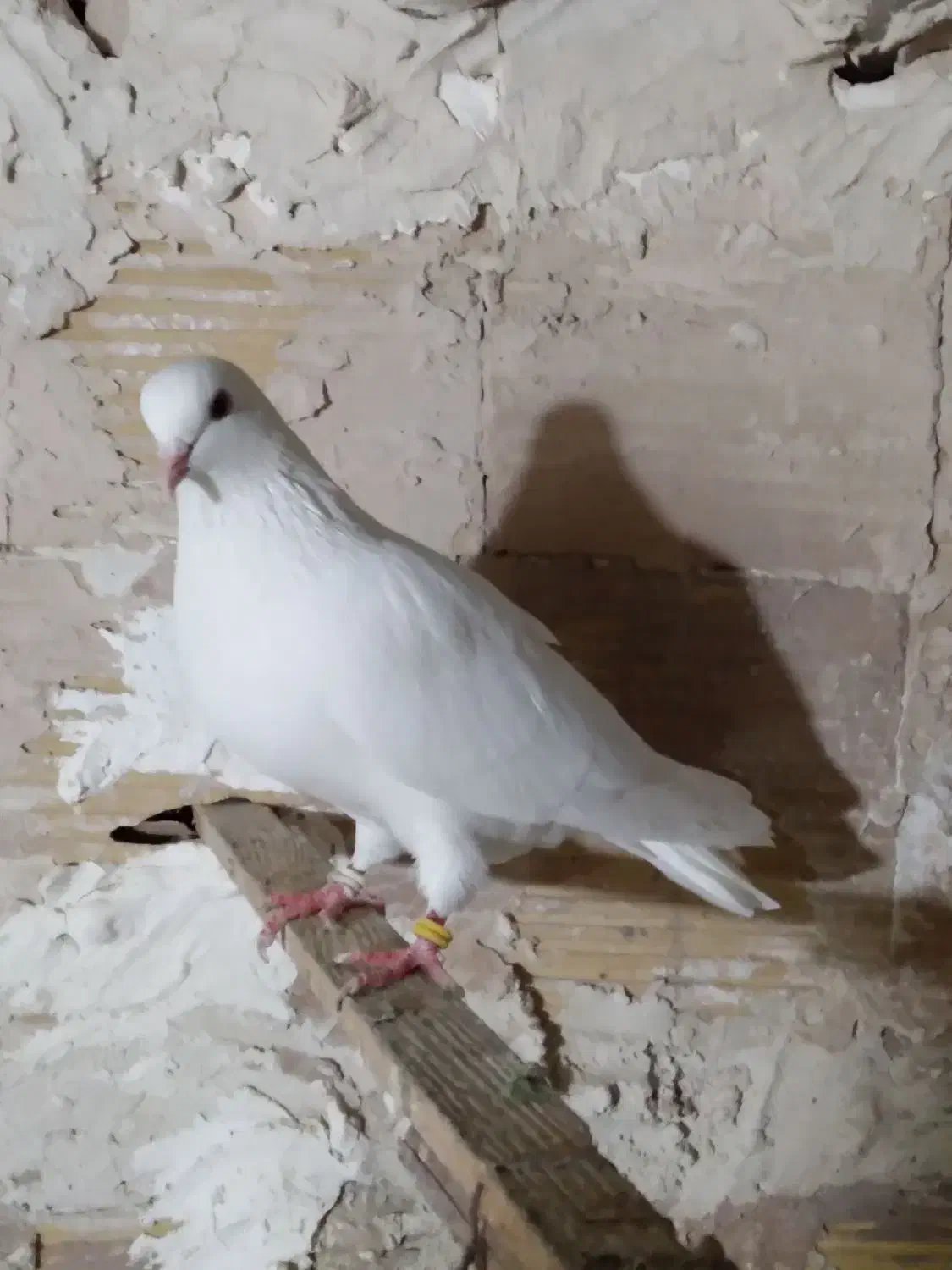 کبوتر پرشی|پرنده|خوی, |دیوار