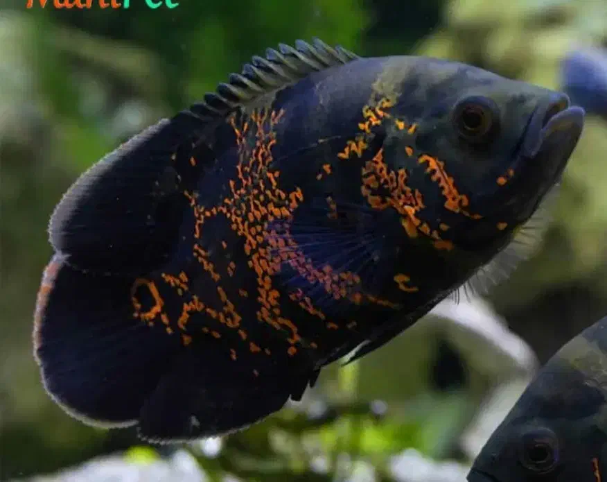 فروش ماهی اسکار و پنگوسی|ماهی|خرم بید, |دیوار