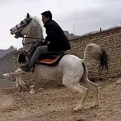 سفید|اسب و تجهیزات اسب‌سواری|سبزوار, کلاته سیفر|دیوار