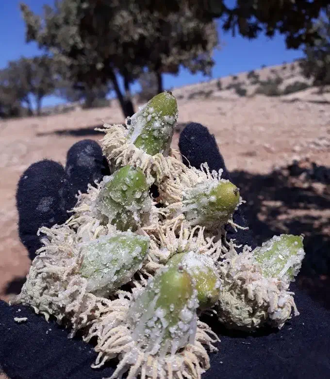 sire balot|خوردنی و آشامیدنی|قلعه شاهین, |دیوار