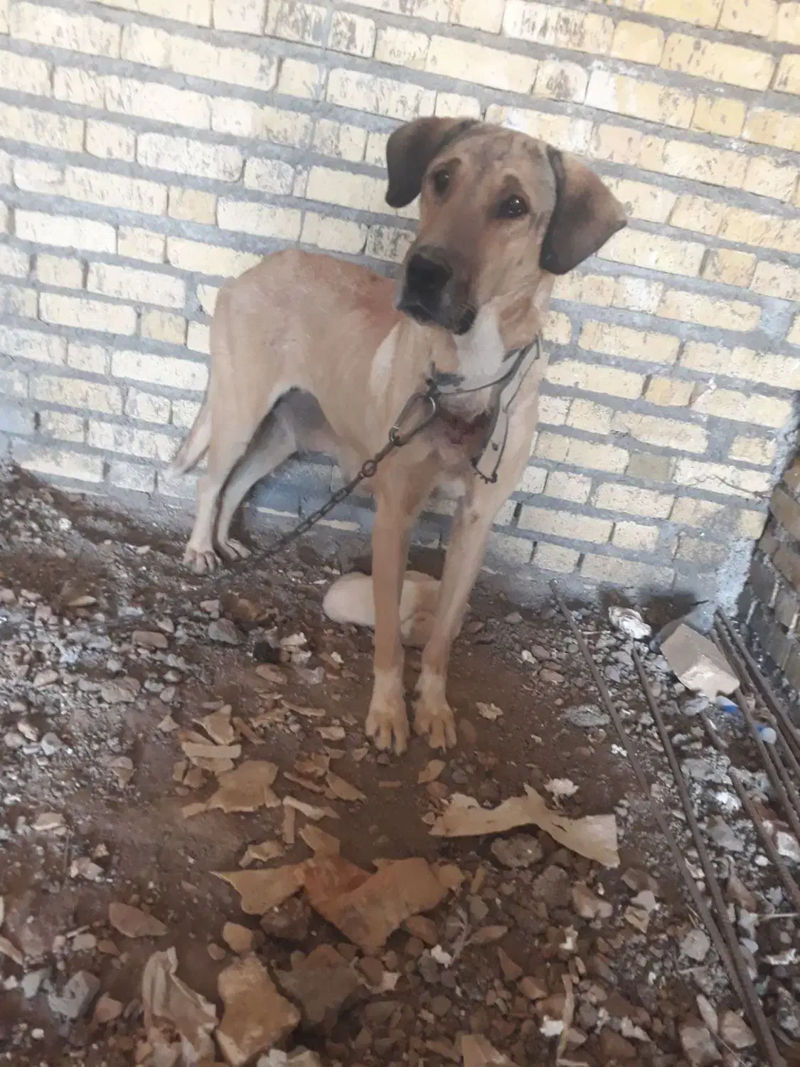 سگ پژدر|سگ|گهواره, |دیوار