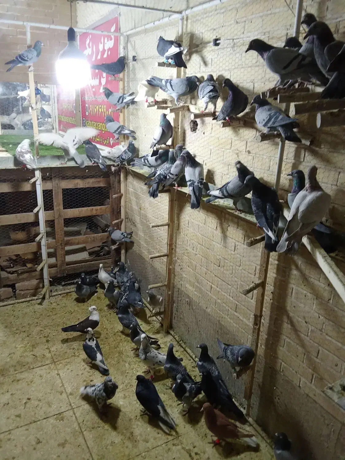 کبوتر جدید رسید همش ب ضمانت پرش|پرنده|اردکان, |دیوار