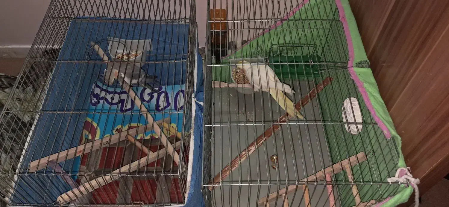 عروس هلندی|پرنده|قزوین, |دیوار