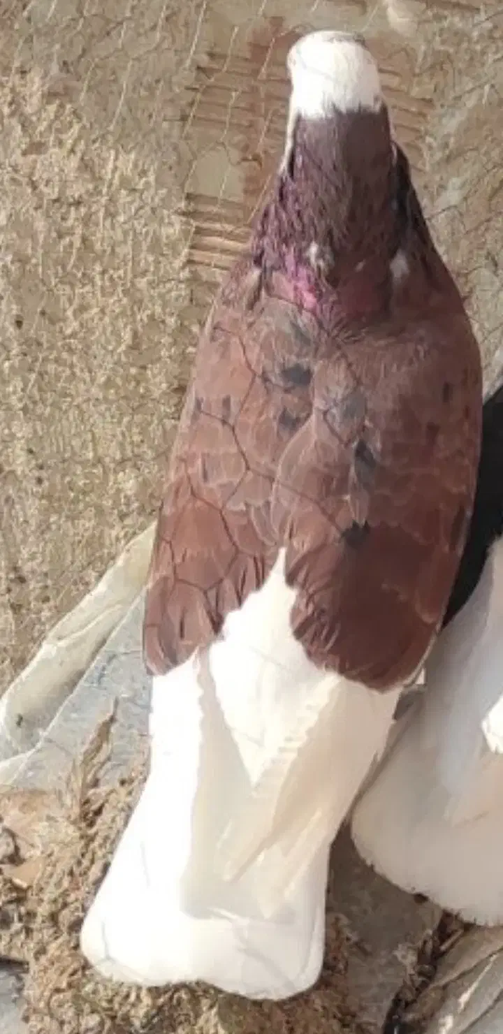 کبوتر|حیوانات|تبریز, |دیوار