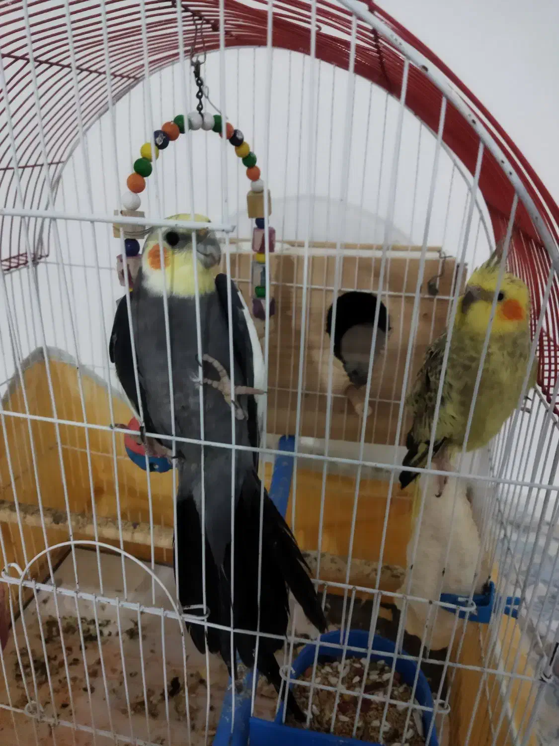 طوطی عروس هلندی|پرنده|محمودآباد, |دیوار