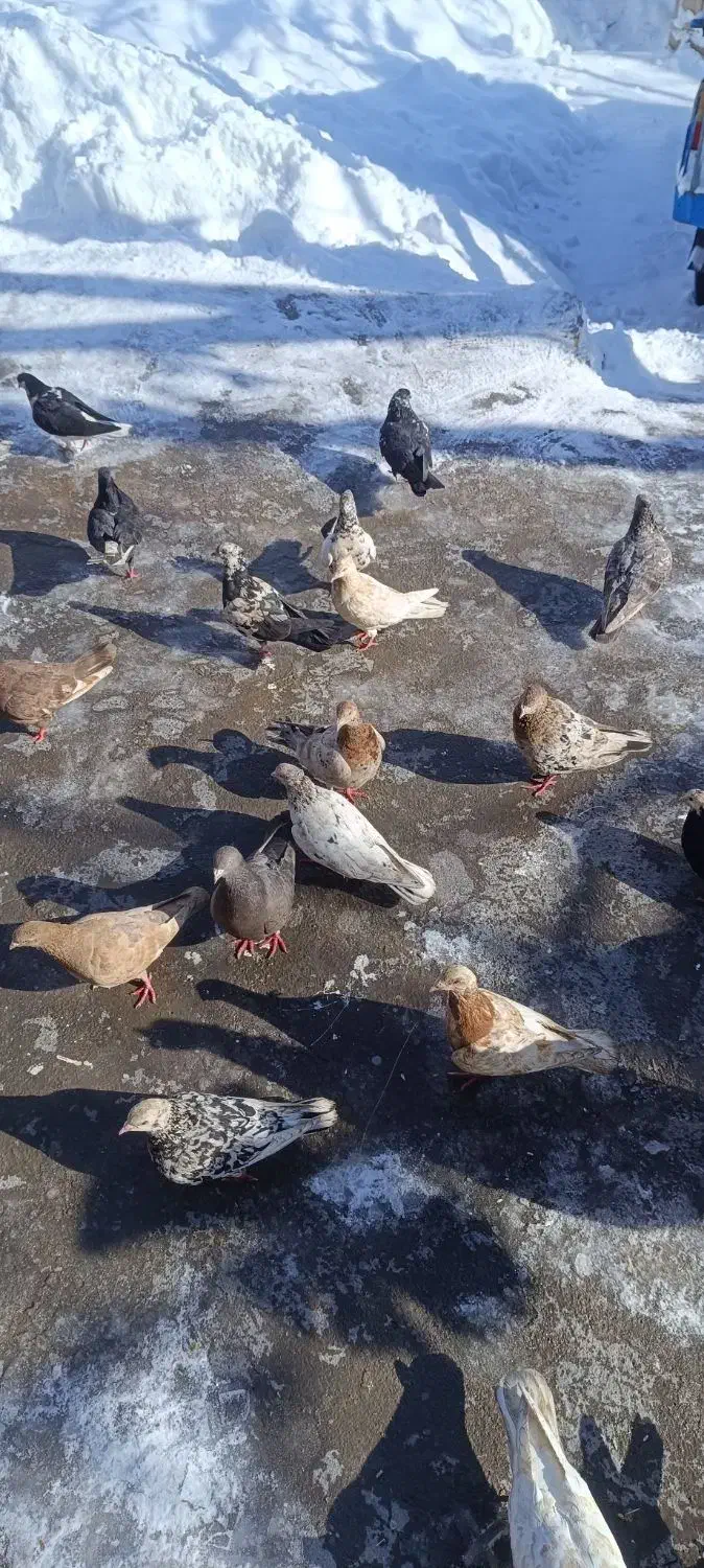 کفتر|پرنده|ضیاء آباد, |دیوار