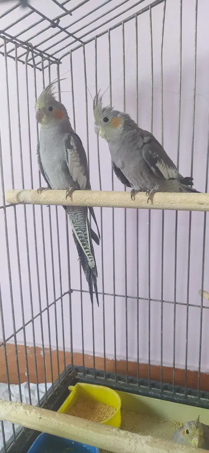 دو عدد عروس هلندی|پرنده|کهریزک, |دیوار