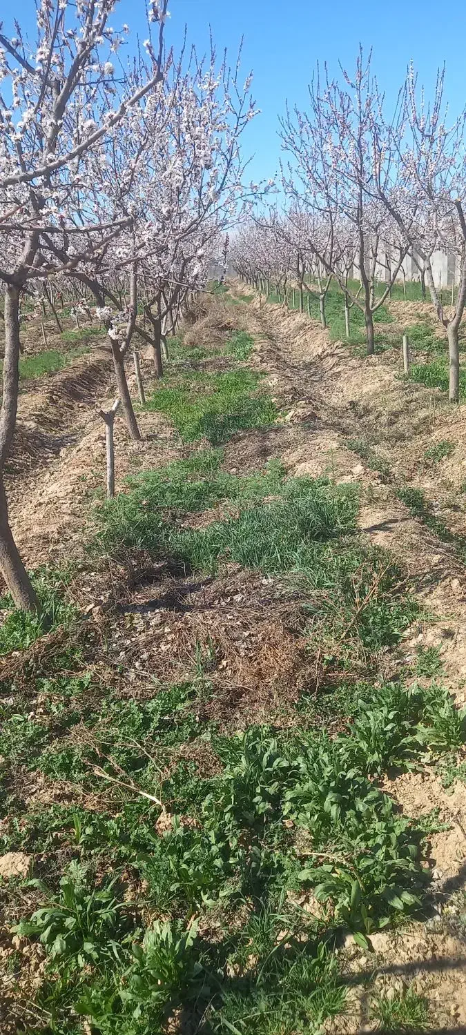 باغبانی گلکاری صفرتاصدهرس درختان کوددهی تیلرزنی|خدمات باغبانی و درختکاری|مشهد, سجاد شهر|دیوار