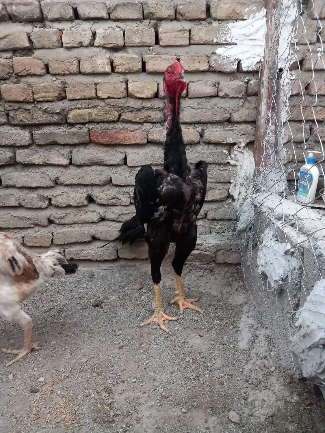 تخم اوشاموخالص|حیوانات مزرعه|قائمشهر, |دیوار