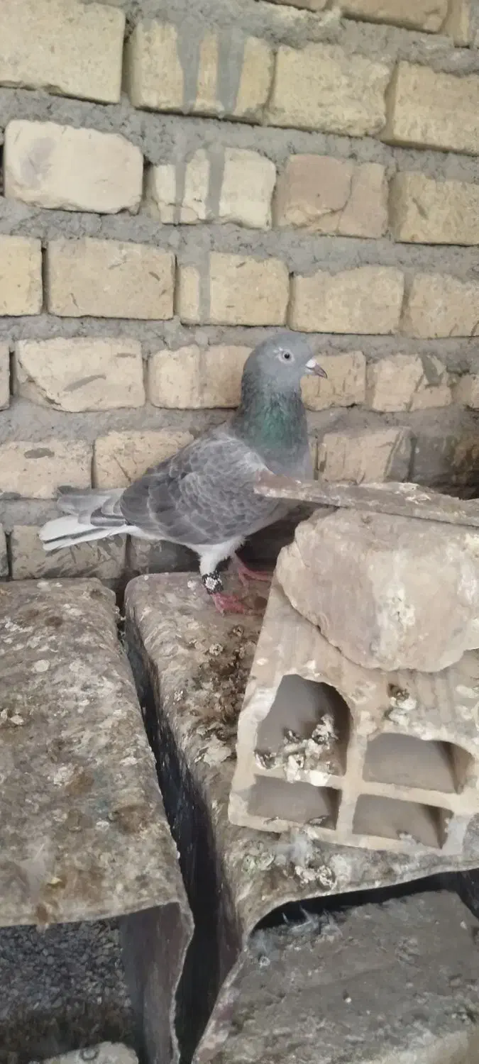 کبوتر|پرنده|حمیدیا, |دیوار