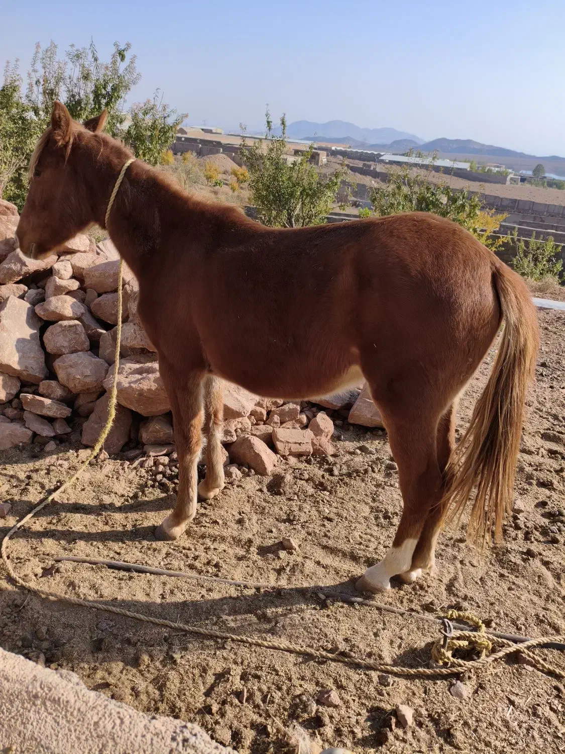 اسب نر|اسب و تجهیزات اسبسواری|مهدی شهر, |دیوار