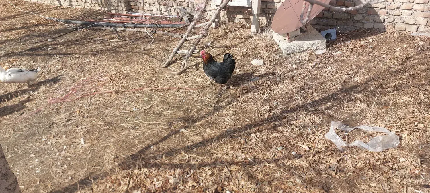 مرغ|حیوانات مزرعه|شیروان (لرستان), |دیوار