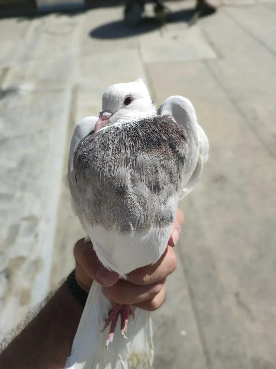 کبوتر طوقی نر|پرنده|اصفهان, مسجد مصلی|دیوار