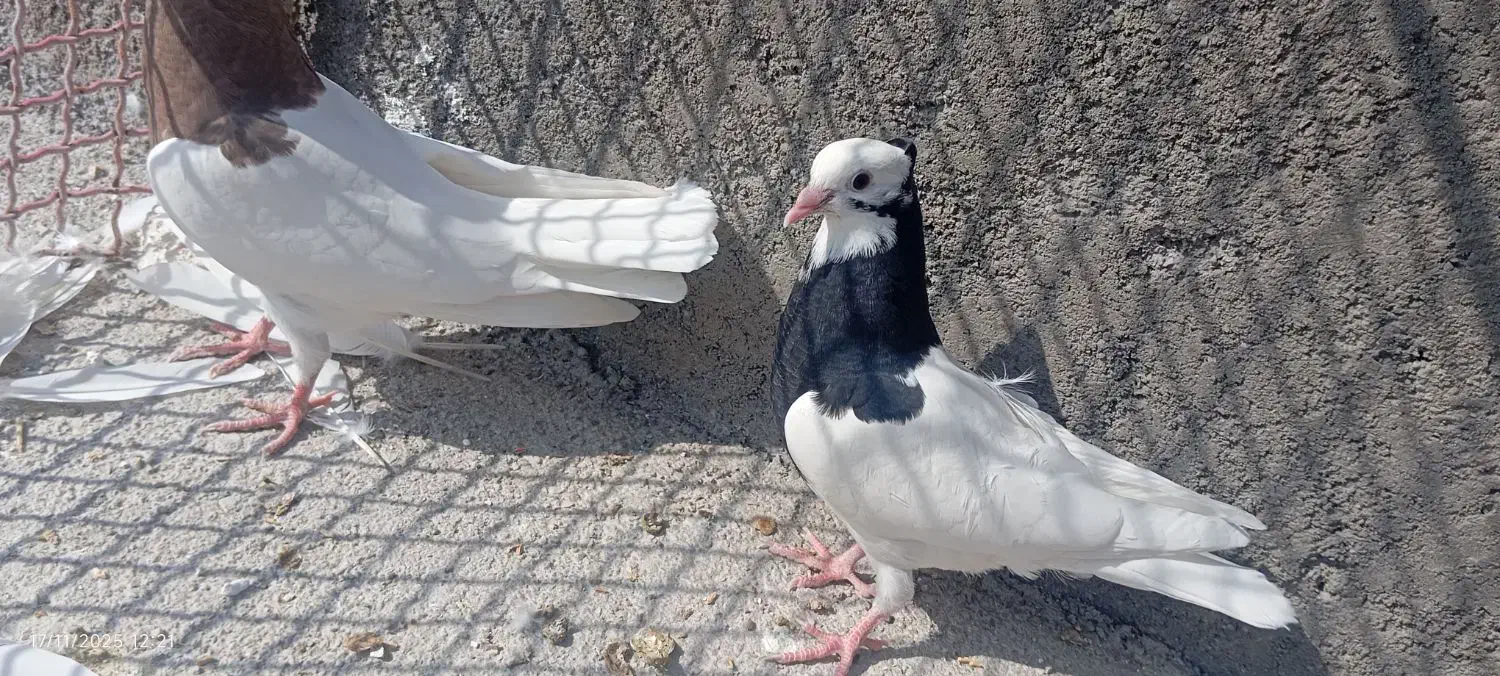 همه با هم|پرنده|دهدشت, |دیوار