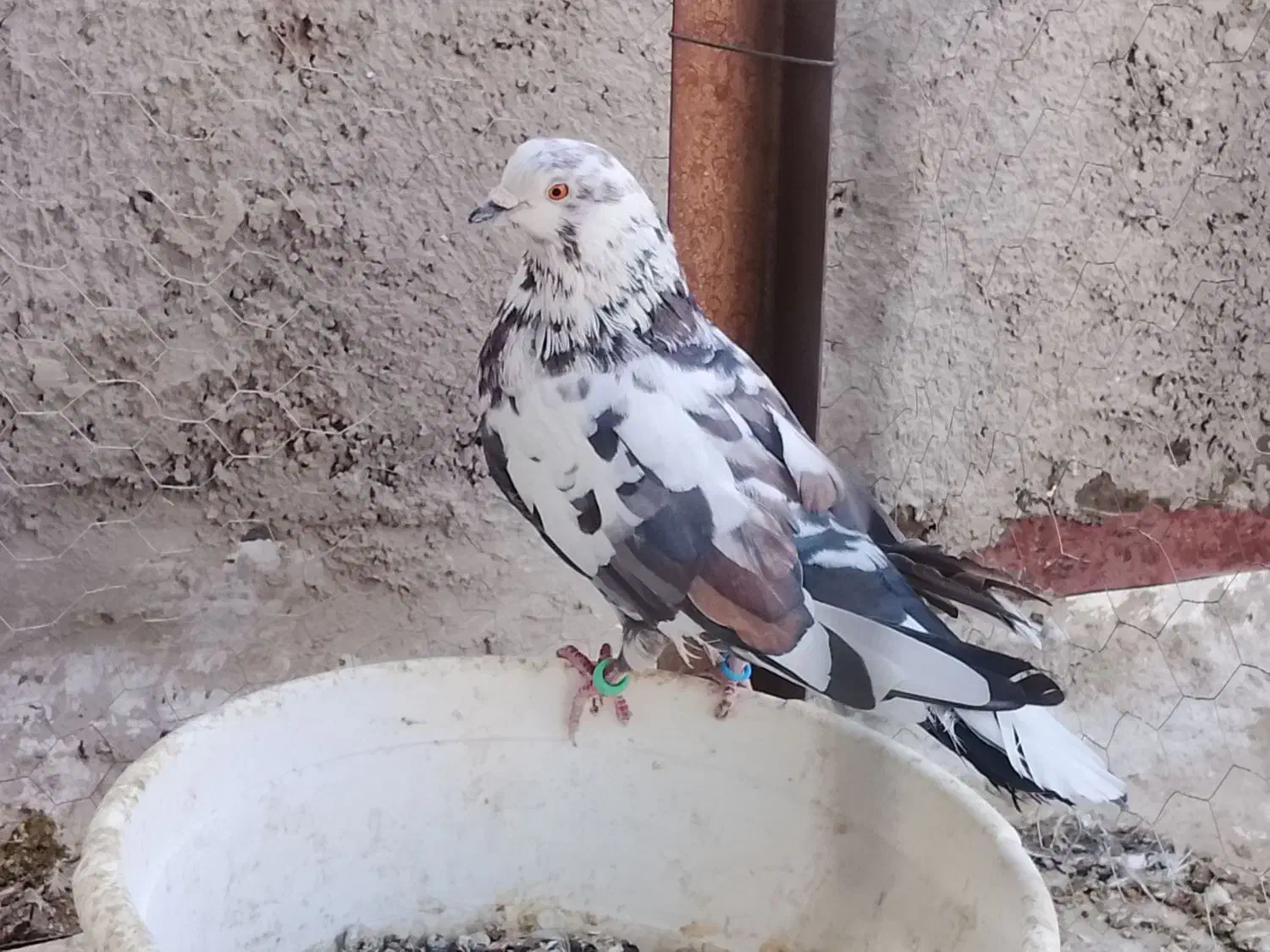 کفتر|پرنده|پاکدشت, پاکدشت (مامازند)|دیوار