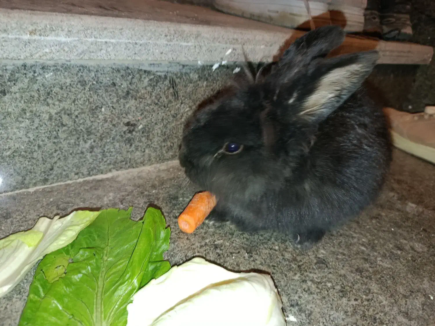 خروش لپ|موش و خرگوش|صدرا-فارس, فاز ۲|دیوار