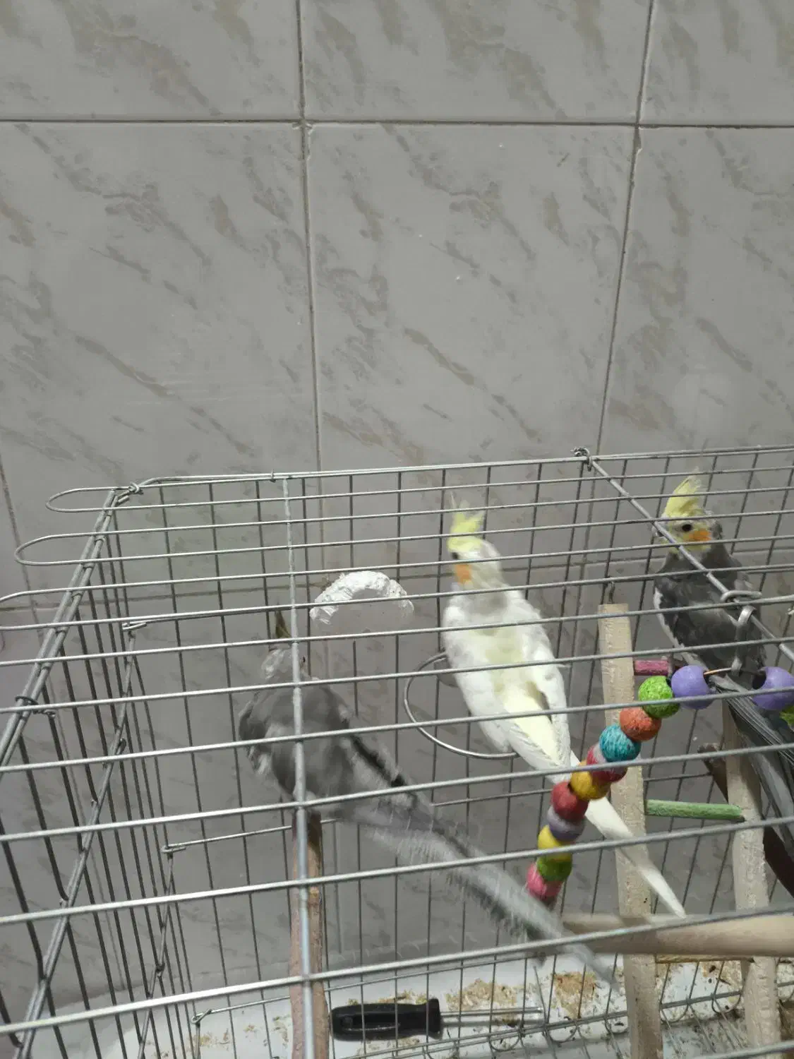 عروس هلندی|پرنده|شاهین‌شهر, شهرک ردانی پور|دیوار