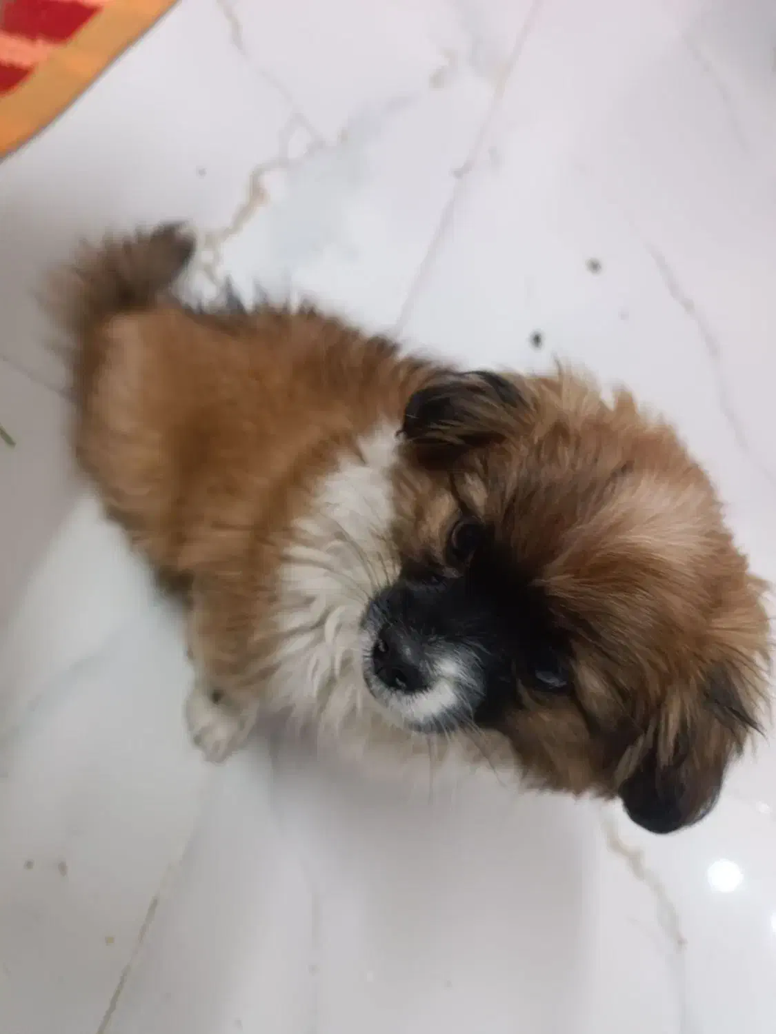 پامرین|سگ|پاکدشت, حصار امیر|دیوار