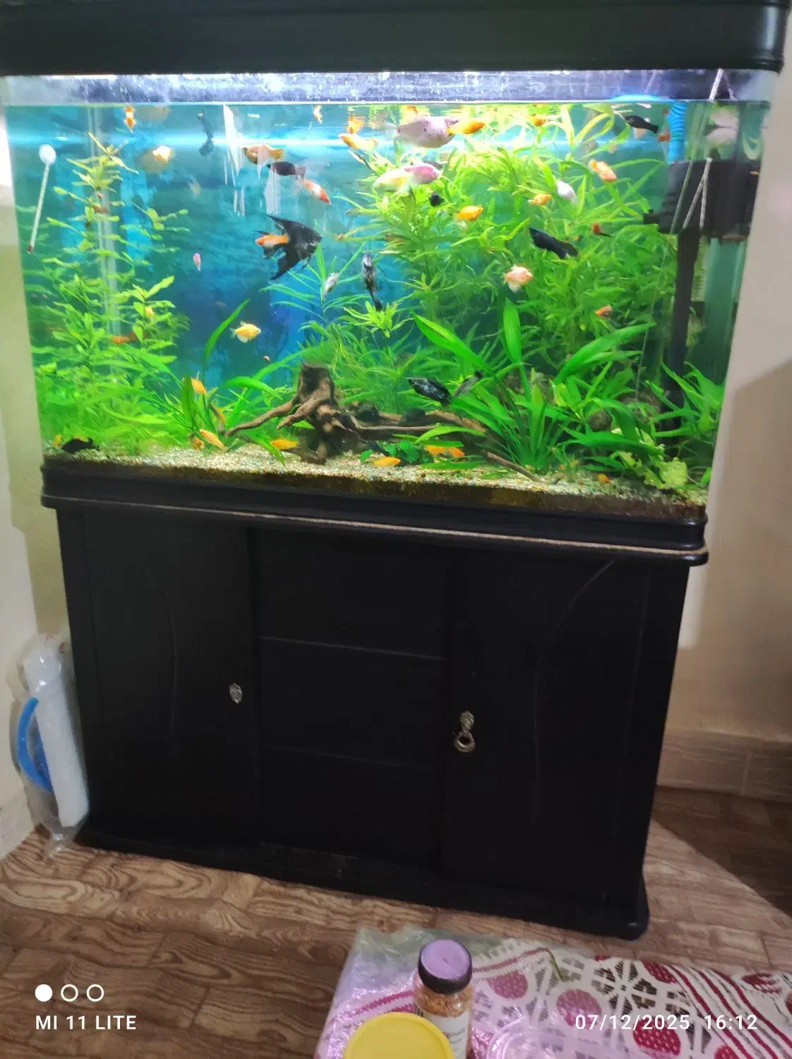 فروش اکواریوم|ماهی|بندر ماهشهر, |دیوار