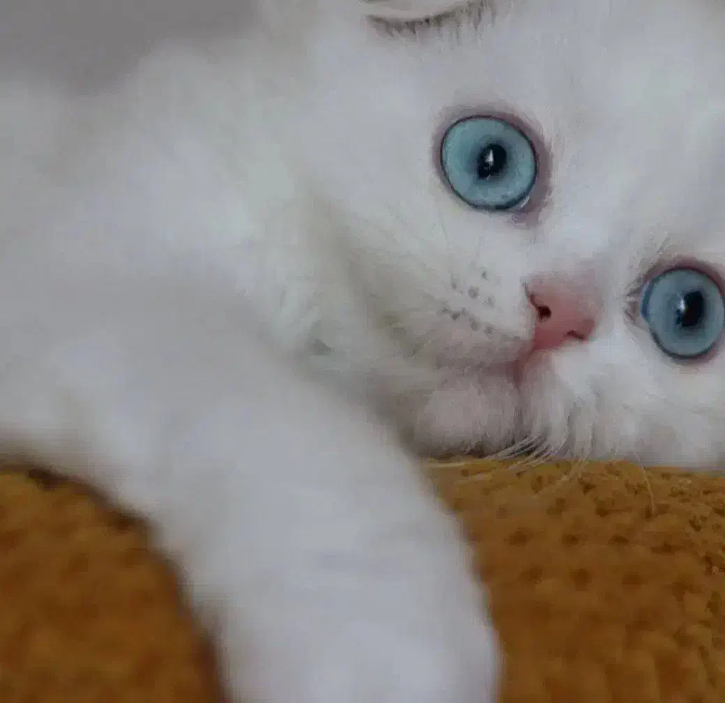 اسکاتیش گلدن پوینت|گربه|رشت, منظریه|دیوار