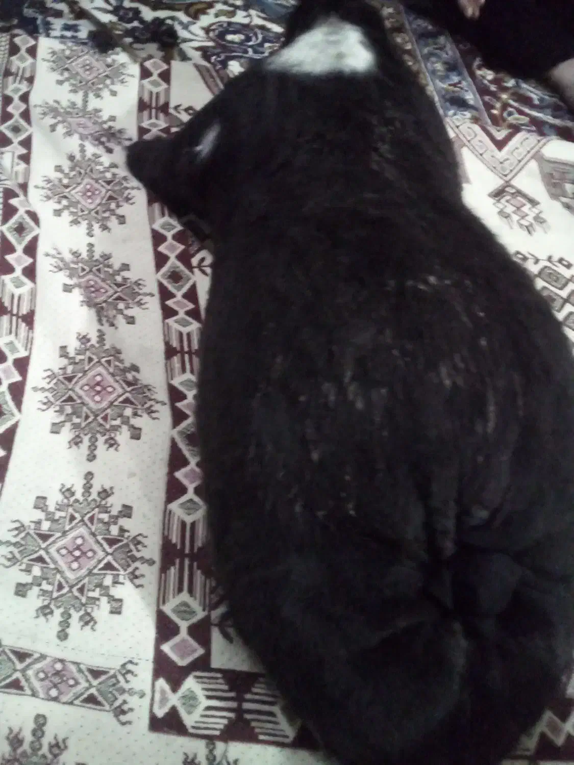 خیگ مشکی|ظروف نگهدارنده، پلاستیکی، یکبارمصرف|ایذه, |دیوار