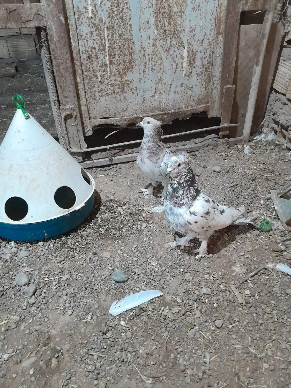 سور|پرنده|بم, |دیوار