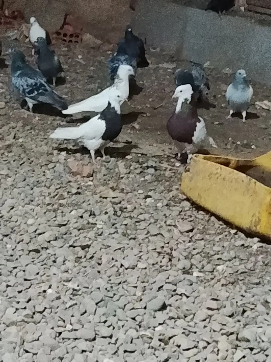 فروش کبوتر|پرنده|فهرج, |دیوار