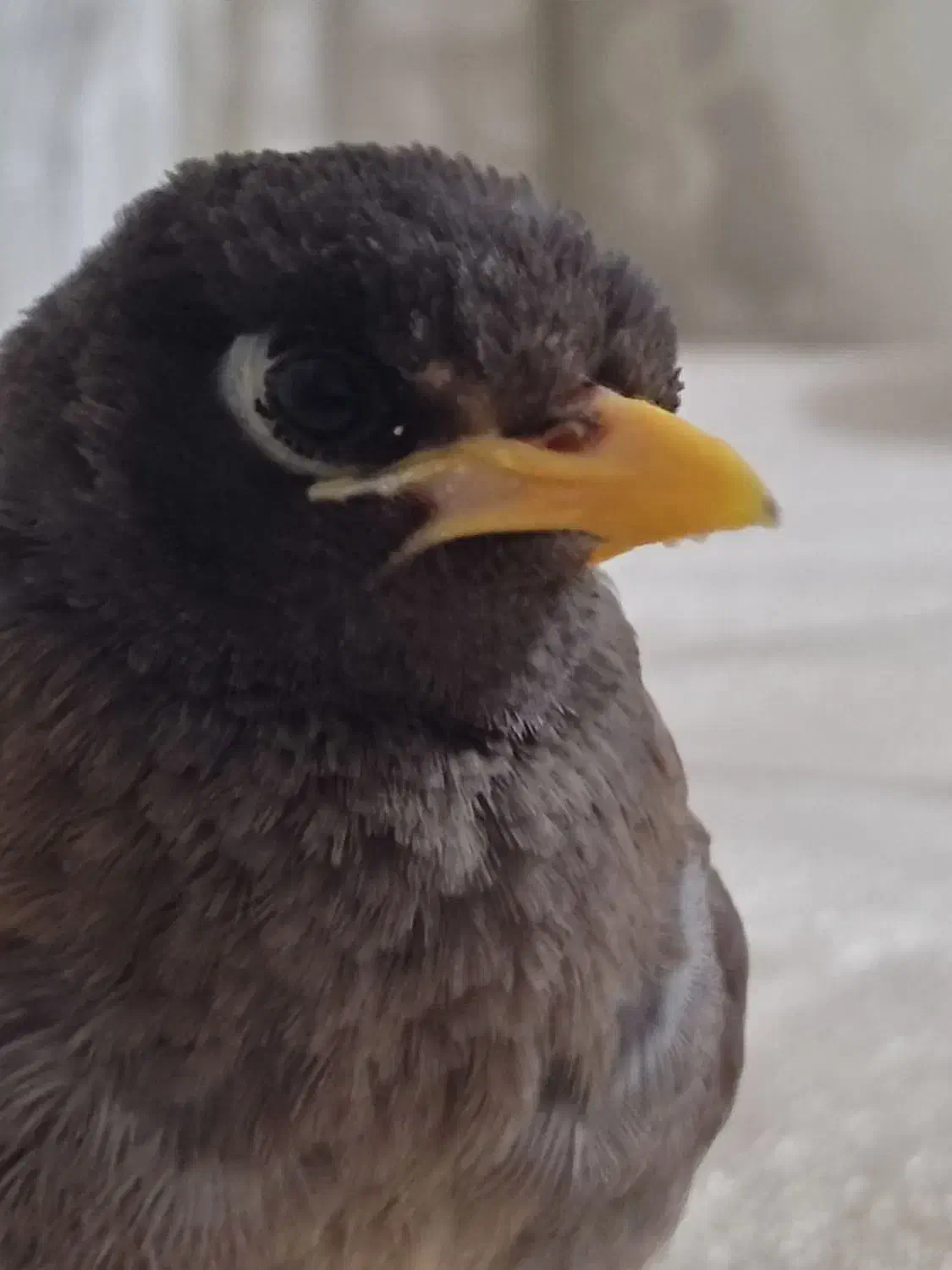 مرغ مینا گم شده|پرنده|ایلام, |دیوار