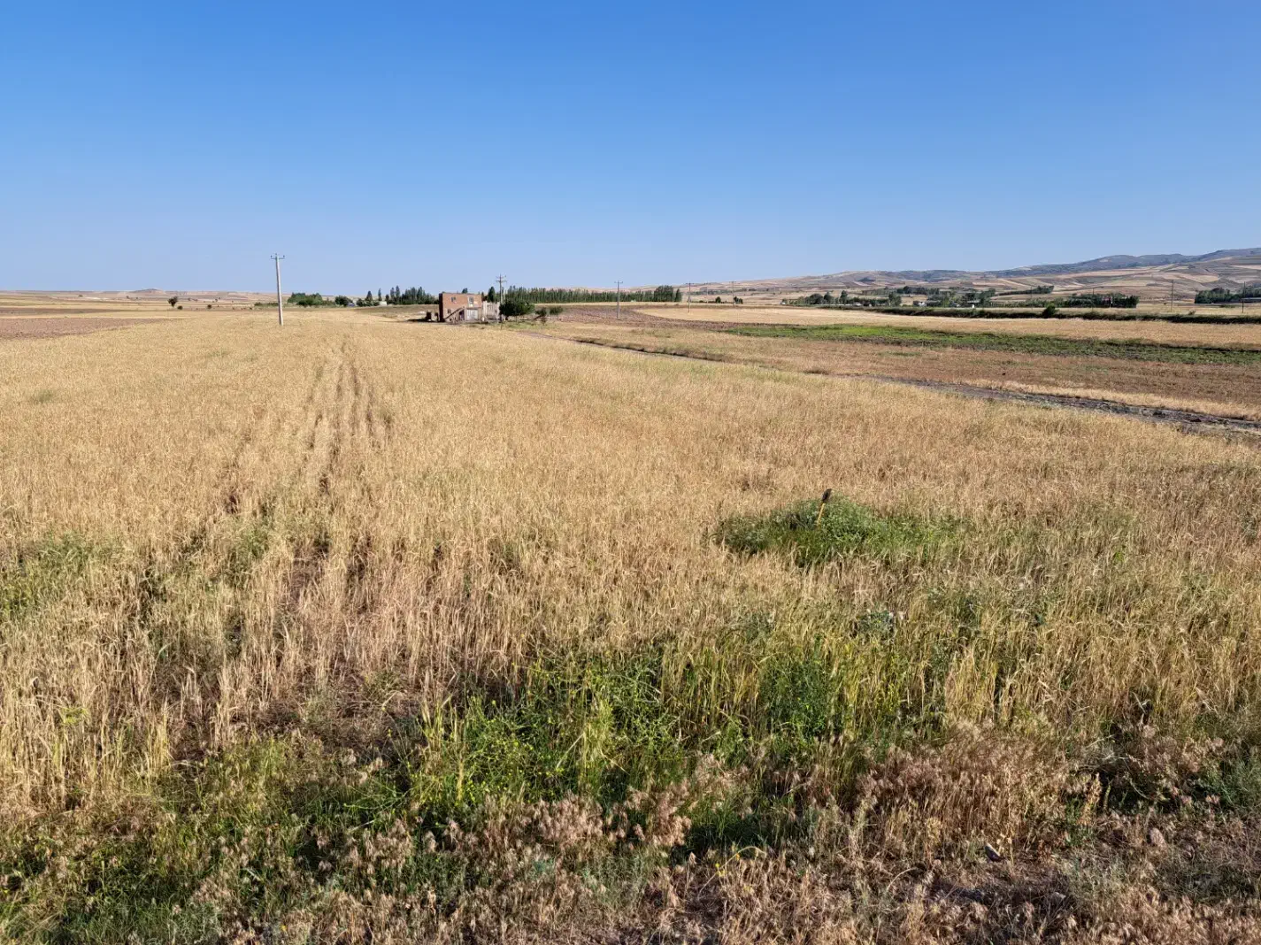 زمین ۶۴۵۰متر بر جاده اصلی|فروش دفتر صنعتی، کشاورزی، تجاری|ثمرین, |دیوار