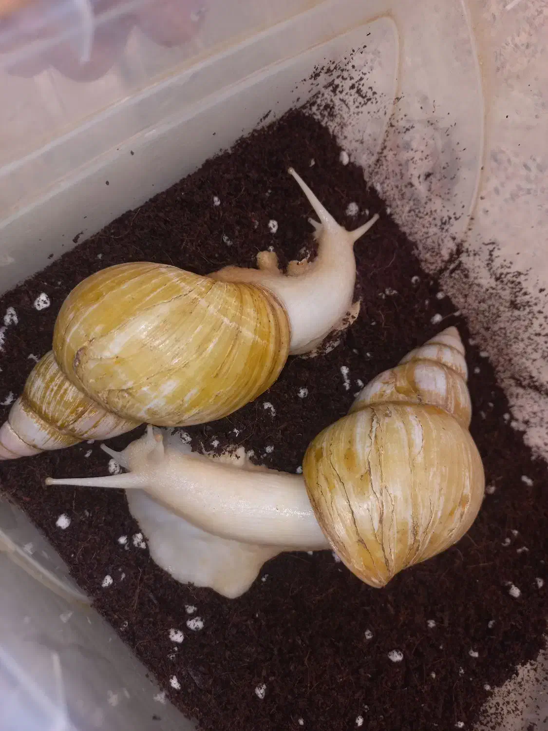 حلزون|خزنده|شهریار, شهرک وائین|دیوار