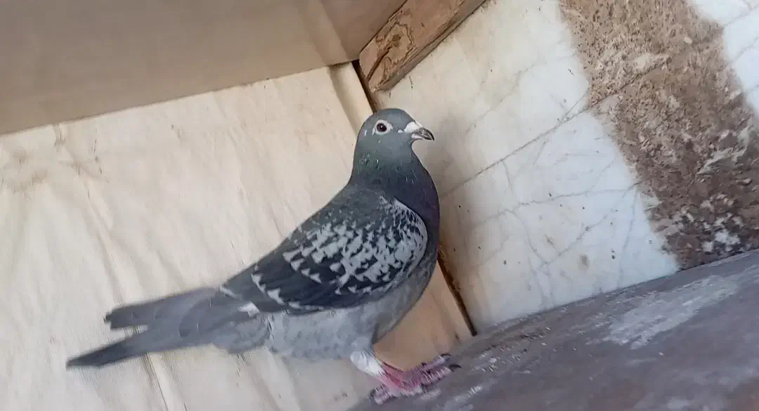 کفتر یا کبوتر|پرنده|فردوس (خراسان), |دیوار