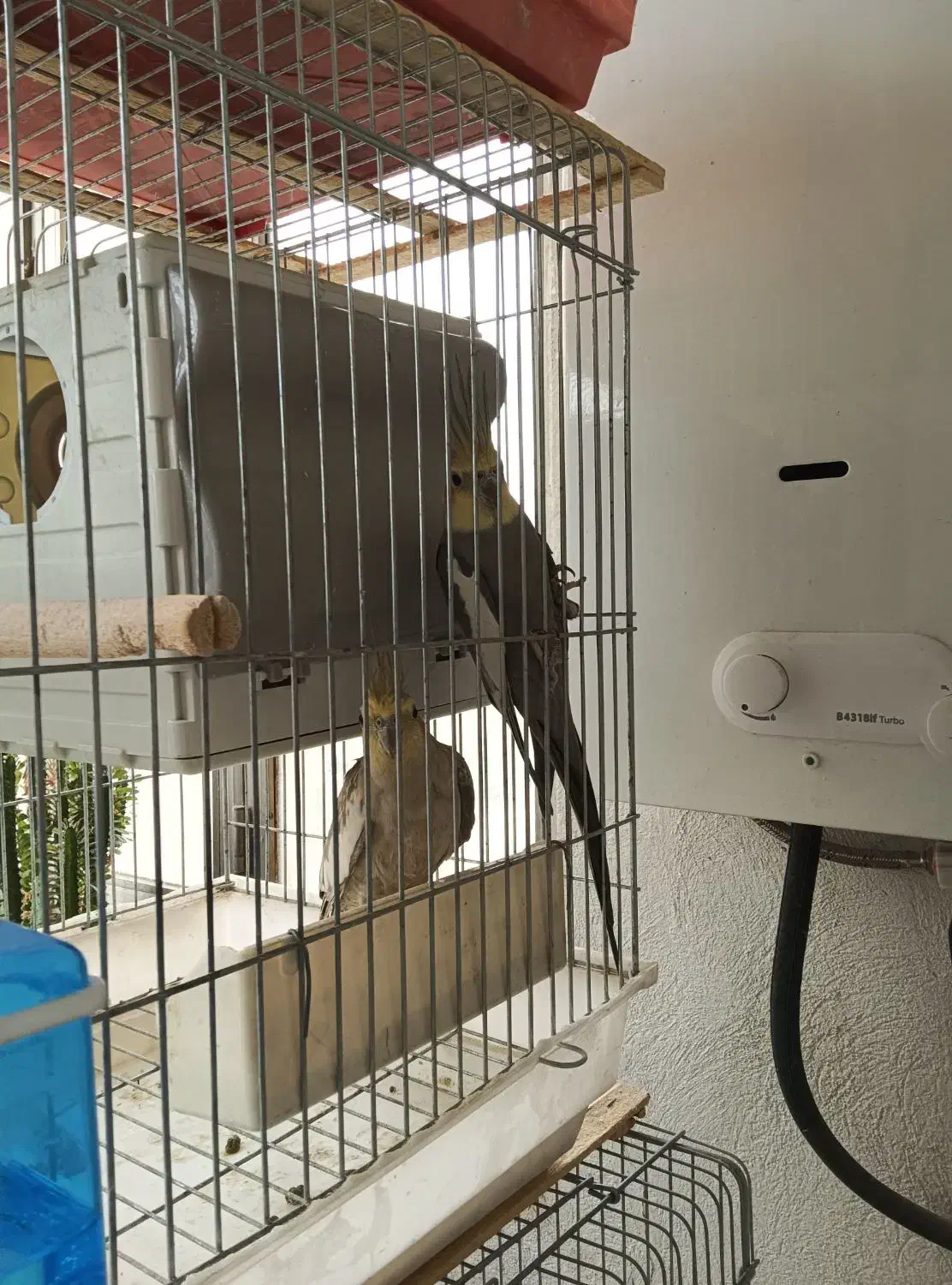 عروس هلندی|پرنده|قم, سالاریه|دیوار