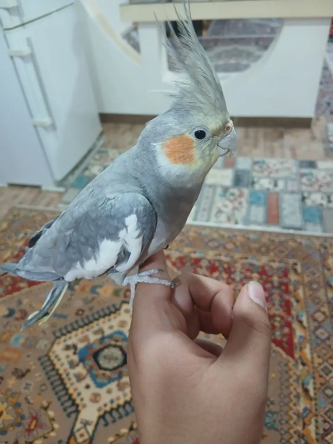 عروس هلندی نر.|پرنده|سنقر, |دیوار