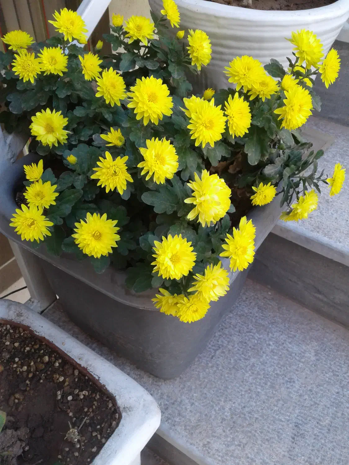 گمشده مدارک|اشیا|میانه, |دیوار