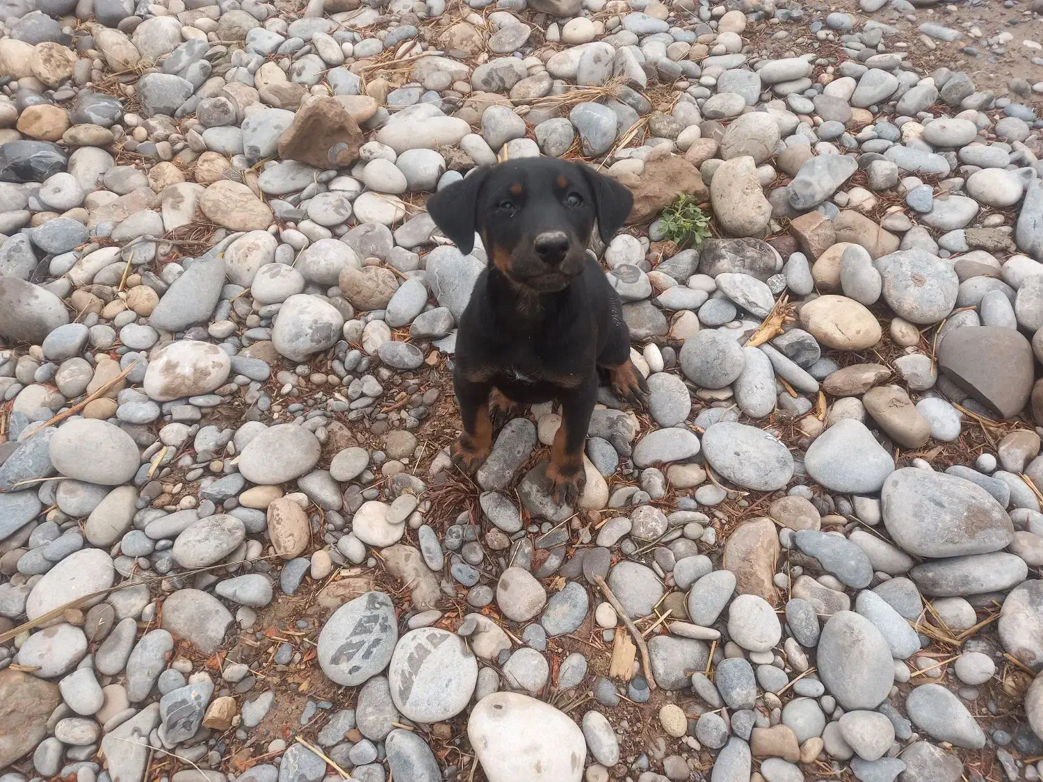 واگذاری توله دوبرمن|سگ|دزفول, |دیوار