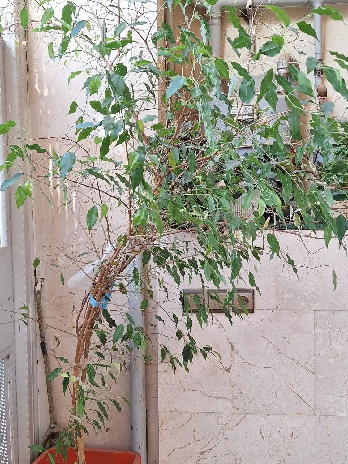 گل، (درختچه)بنجامین دو رنگ|گل و گیاه طبیعی|هشتگرد, مدرس|دیوار