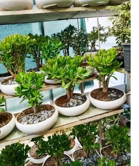 گل بنسای زامفولیا|گل و گیاه طبیعی|اراک, |دیوار