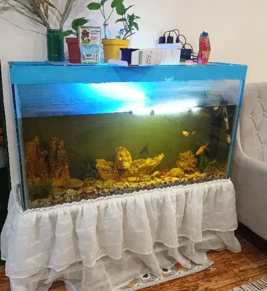 آکواریوم|ماهی|رامهرمز, |دیوار