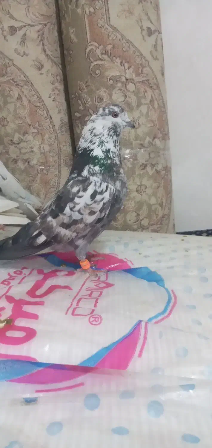 کفتر|پرنده|نسیم‌شهر, |دیوار