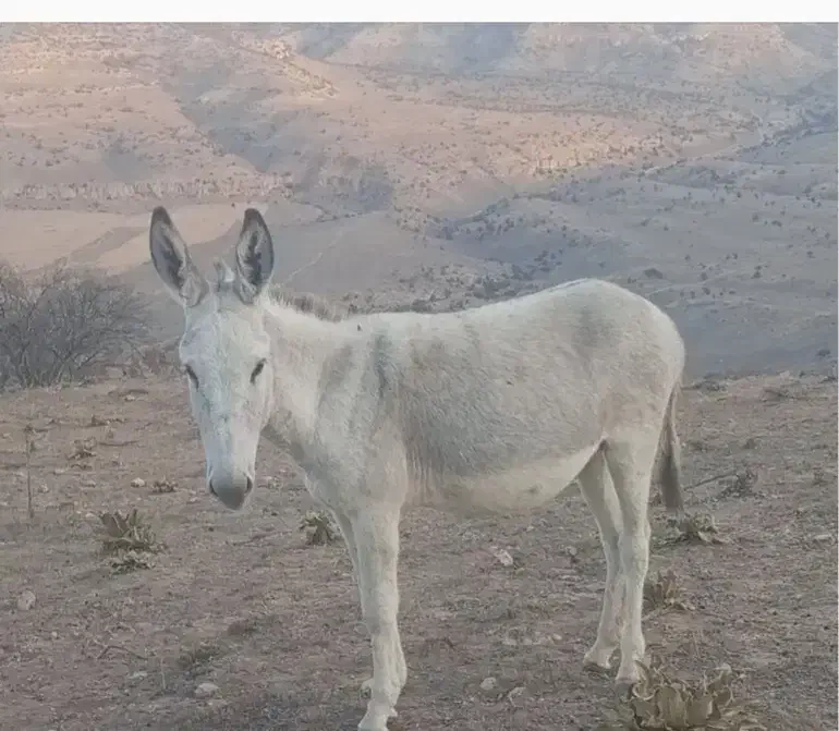 الاغ یکساله هیکلی|حیوانات مزرعه|ملکشاهی, |دیوار