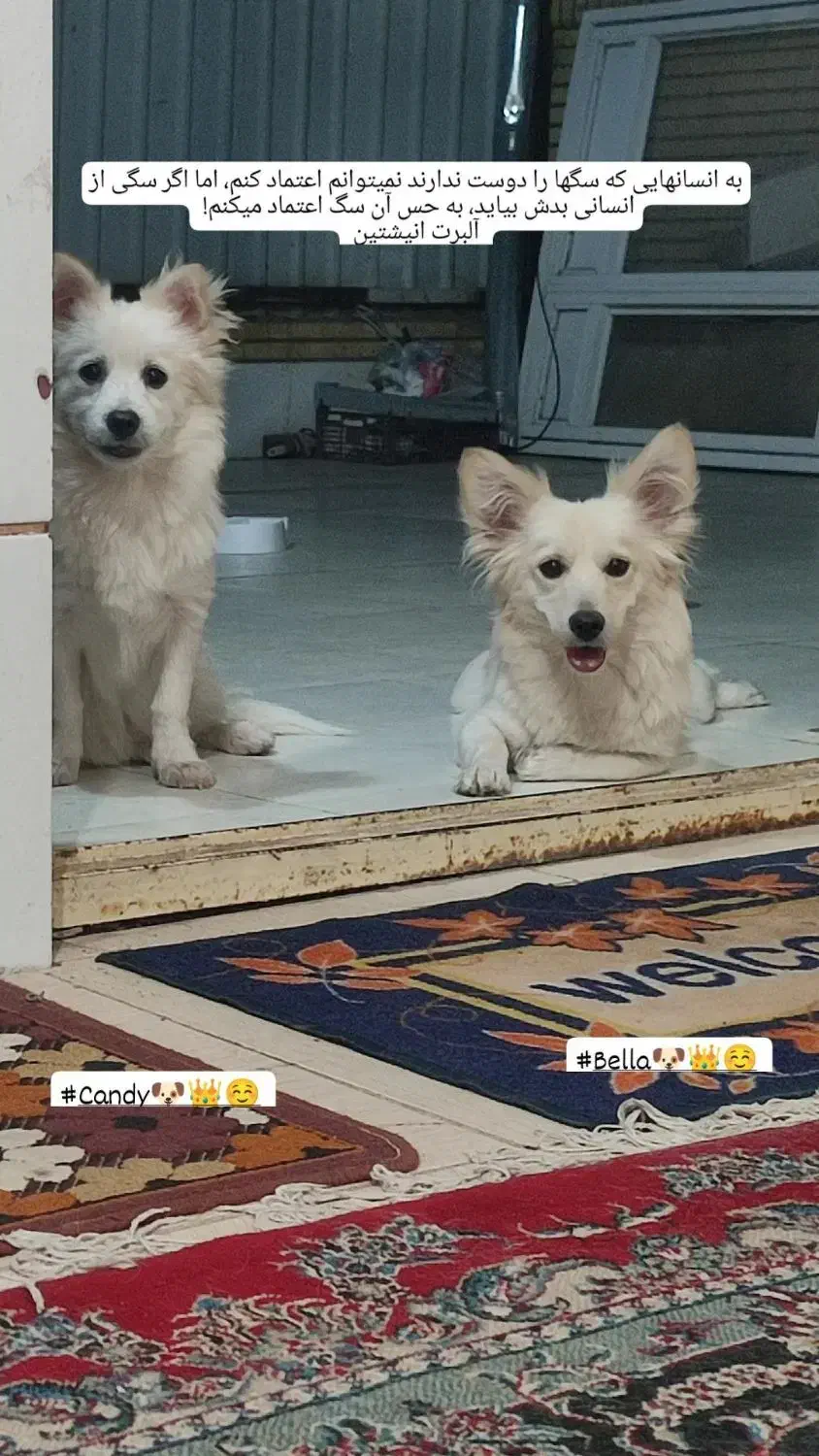 سگ تریر داشهوند تربیت شده فهمیده|سگ|سیرجان, |دیوار